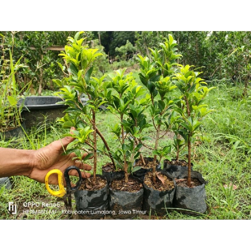beringin ELEGAN (FICUS ELEGAN) termurah