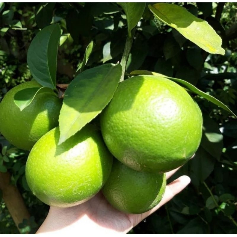 lemon california