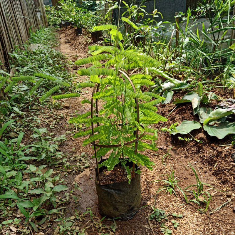 Bibit daun saga | tanaman daun saga