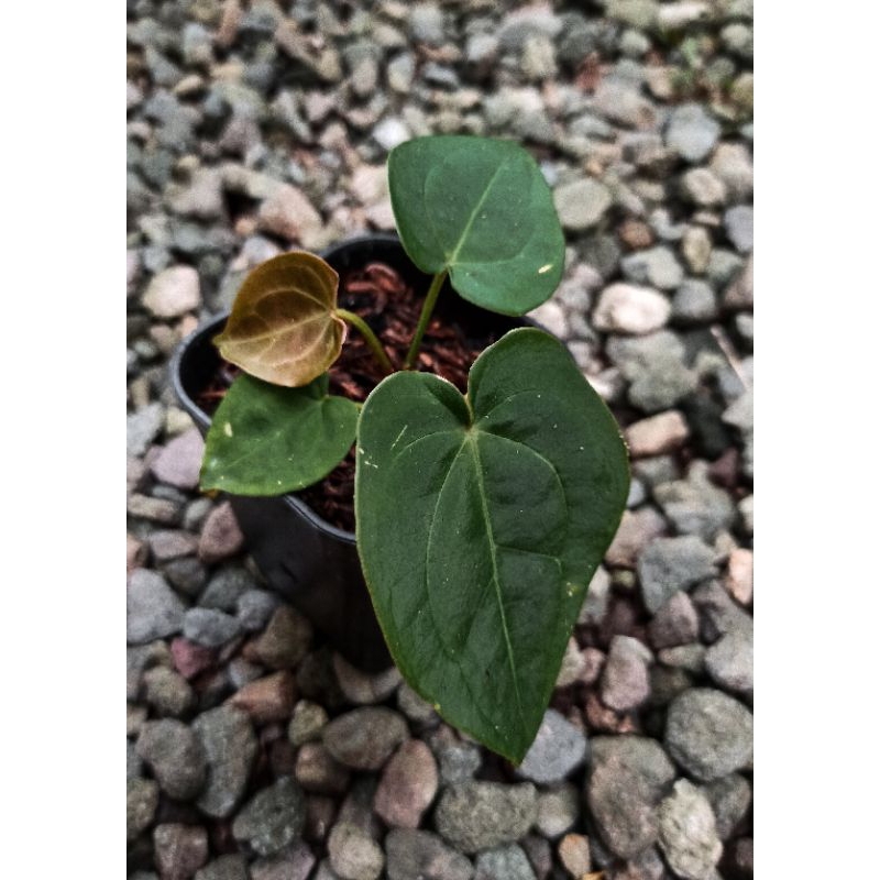 Anthurium Forgetii x Papillilaminum