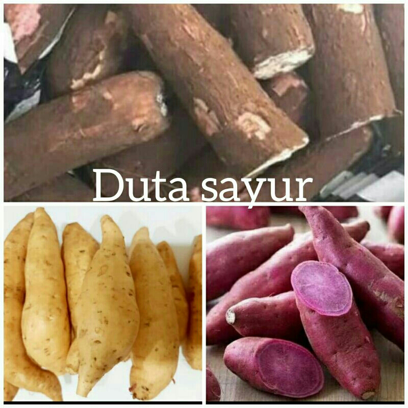 

Singkong / ubi cilembu / ubi ungu