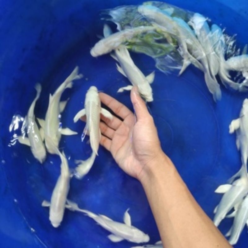 Paket Bibit Koi Platinum Slayer Uk 3-4cm Ready Stok Original Random