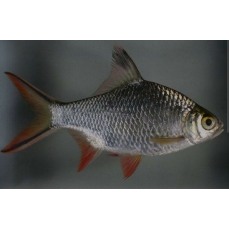 Mainan Aquarium Kaviat Hijau Ukuran 2 Jarian