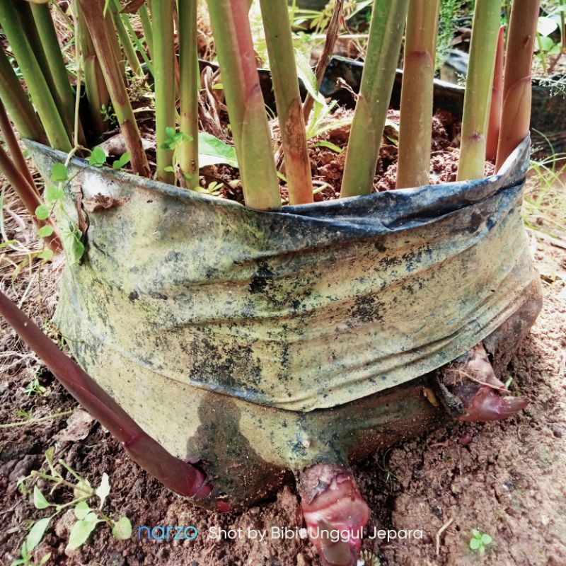 BIBIT LENGKUAS MERAH LAOS MERAH.