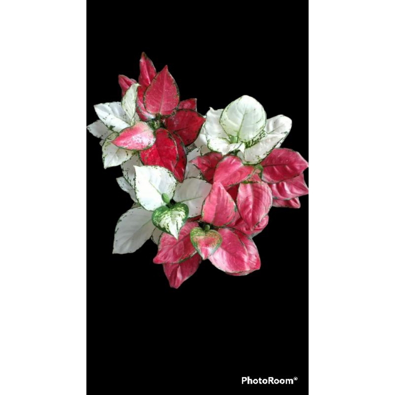 paket aglonema merah putih/aglonema red Anja dan super white (ukuran remaja semua)