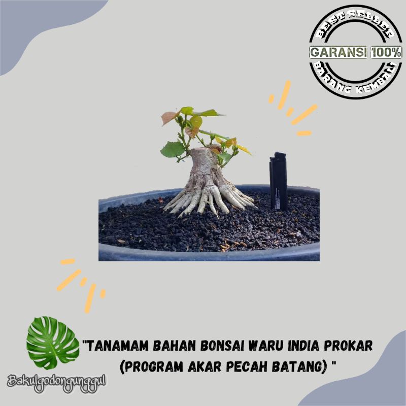 BAHAN bonsai waru india sudah program akar pecah batang siap