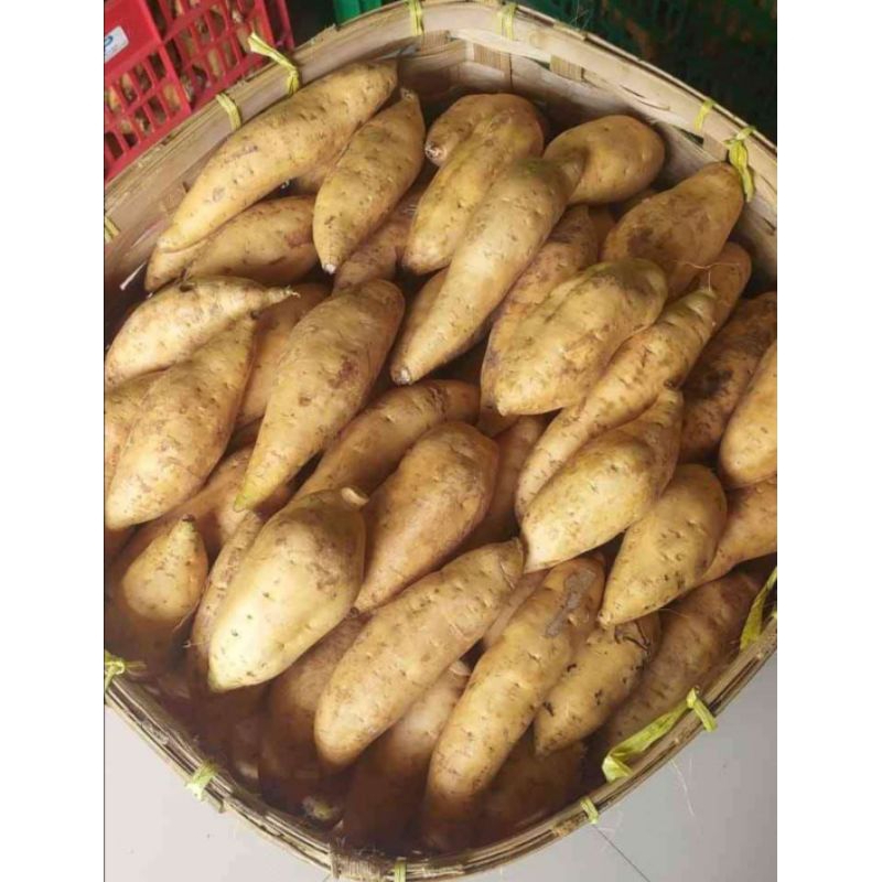 

Ubi Cilembu Madu Mentah 1 kg