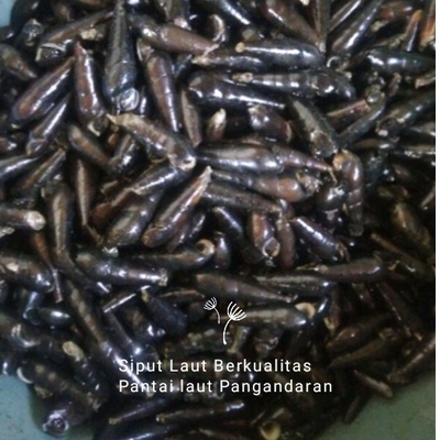 

Siput Laut Pangandaran Berkualitas