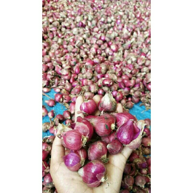 

bawang merah/kg