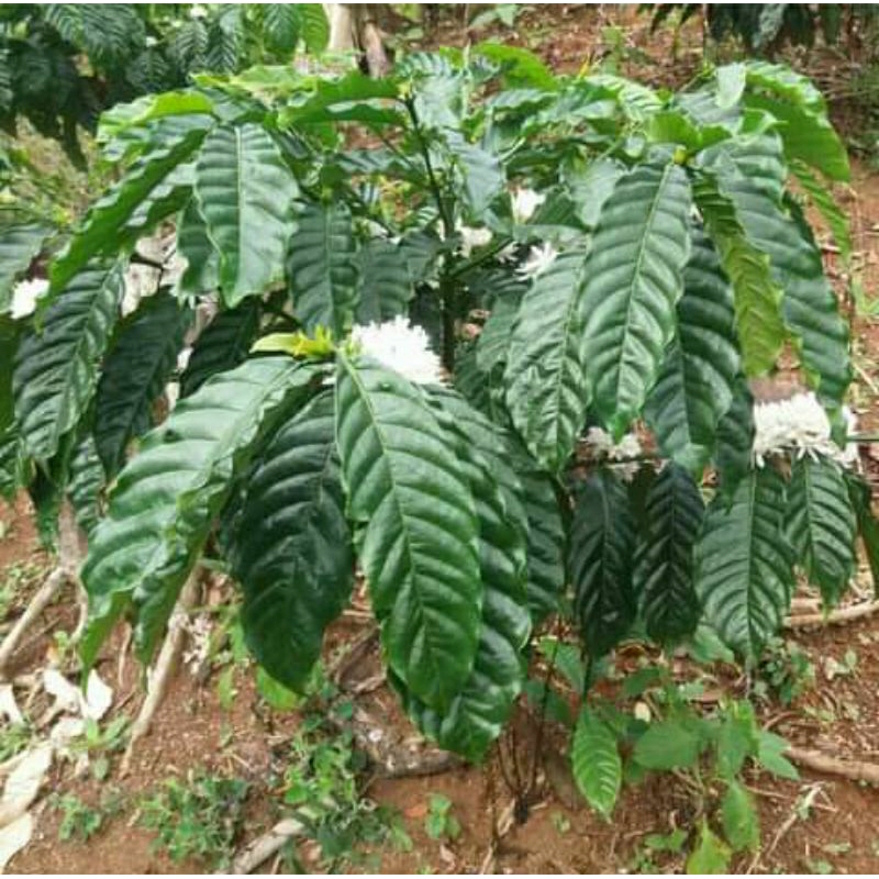 

Daun Kopi Rabustta Segar 1 Kg