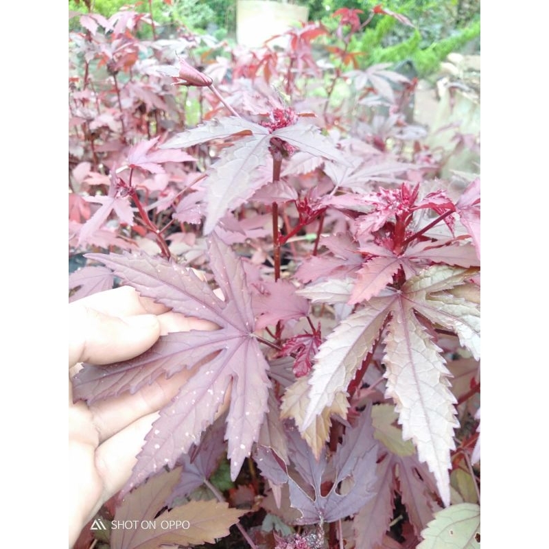 Red panama maple lokal murah