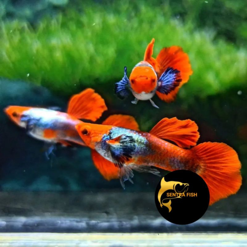 Guppy platinum Red Tail Koi Hiasan Aquarium