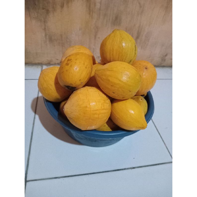 

Buah campolay alkesah