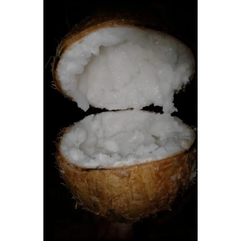 

kelapa kopyor murah ukuran 41-42 CM segar dan bergaransi