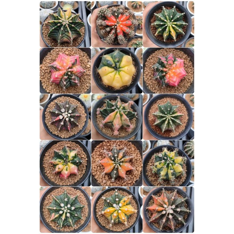 Kaktus Gymno Miha Varigata Cactus