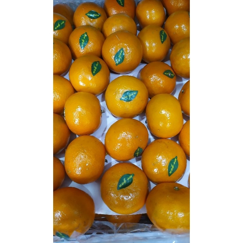 

jeruk wogan Mandarin 1kg