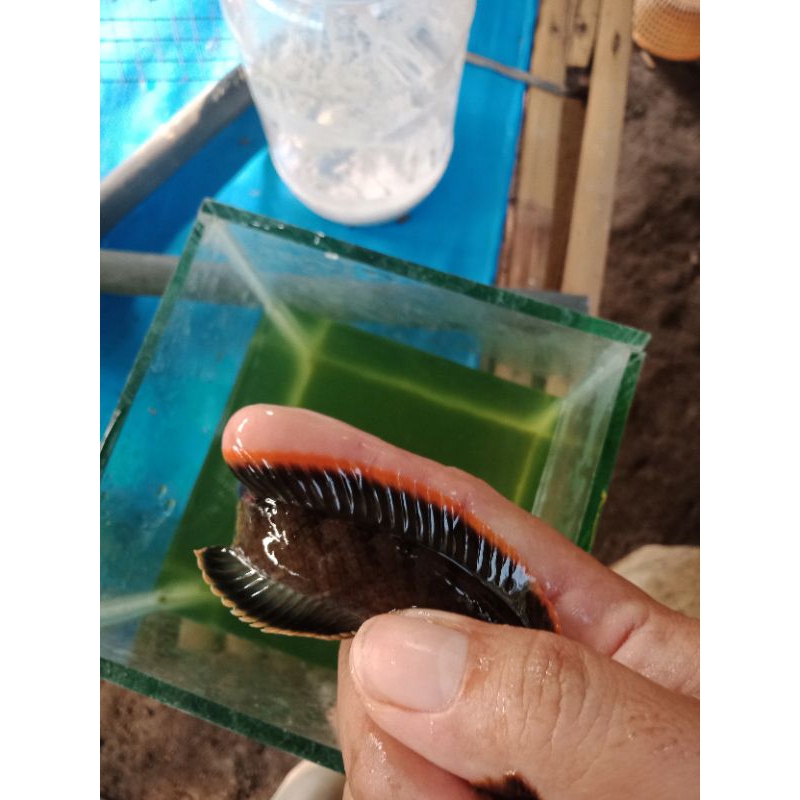 promo limbata gunung grade a ,limbata rim tebal 10-12cm