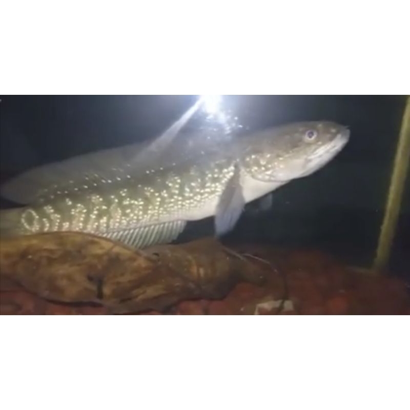 ikan chana asiatica 20cm