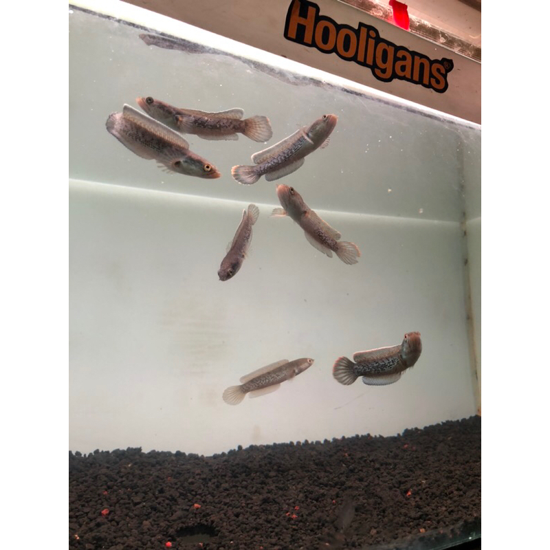 replika channa stewarti