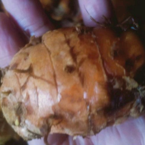 

Biang/EmpuTemulawak/Kunyit 1kg