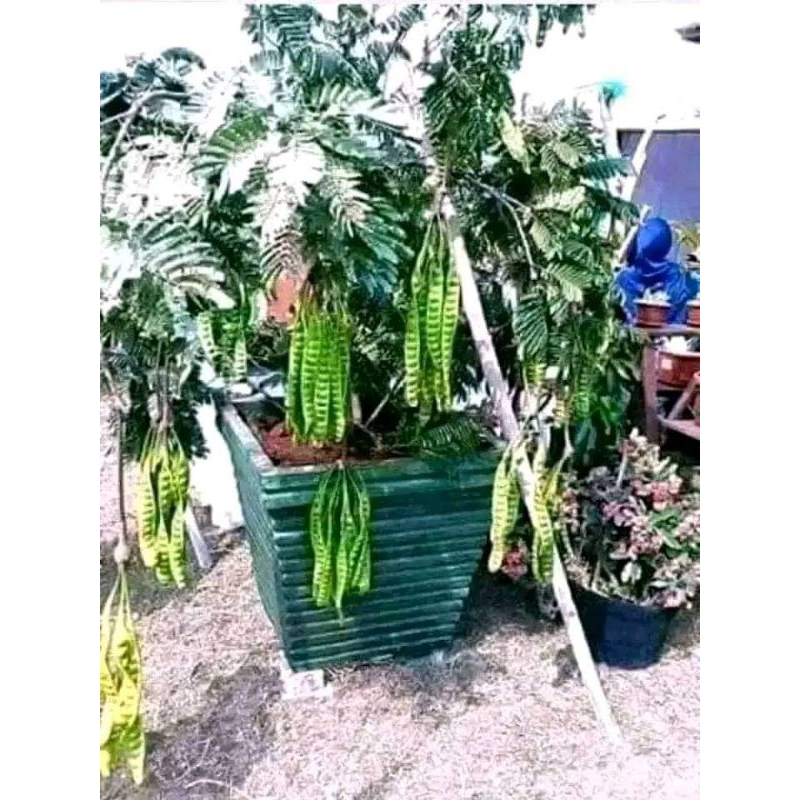 

Bibit Unggul Pete/Petai