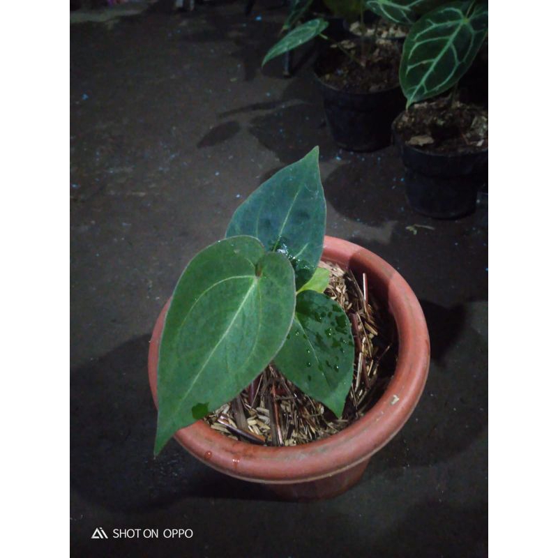 anthurium king of spades