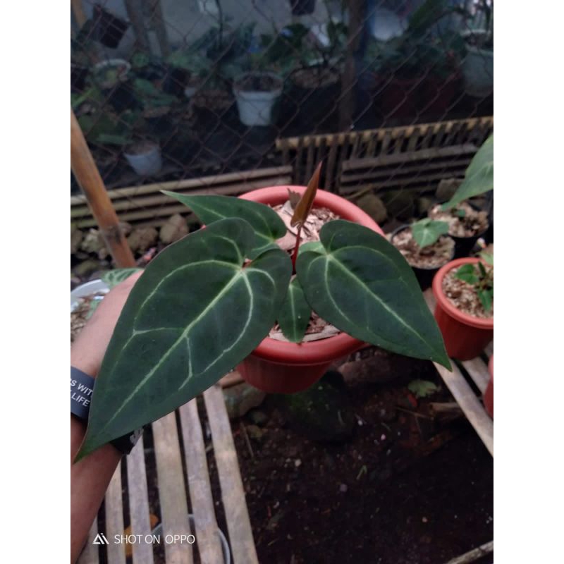 anthurium papilaminum red stem