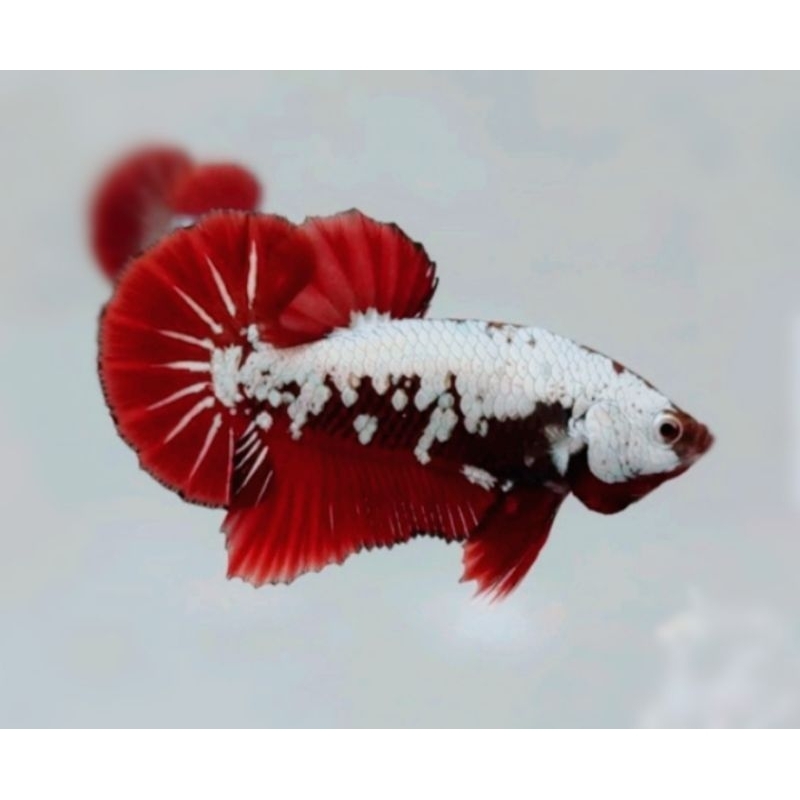 PK RED SAMURAI ASLI TULUNGAGUNG