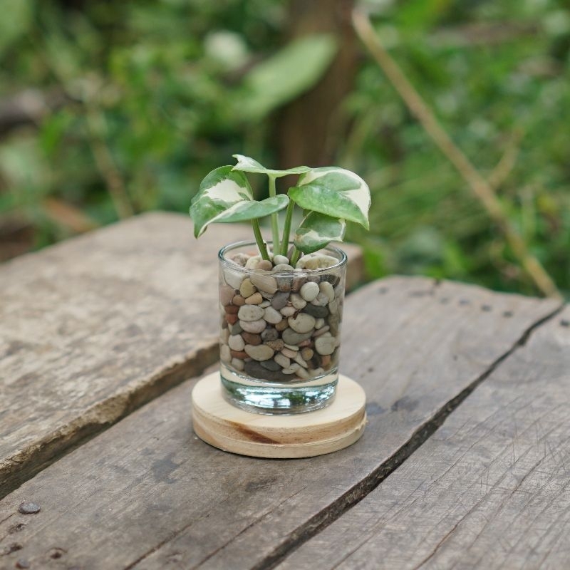 Tanaman media air pot kaca