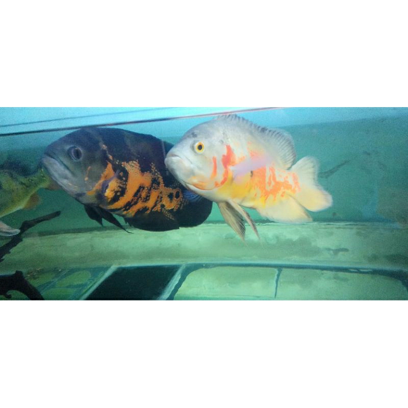 Ikan oscar batik black dan albino tankmate good marking BIG size murah