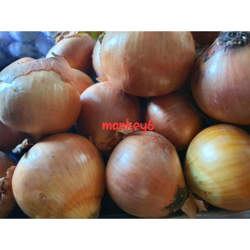 bawang bombay 1kg