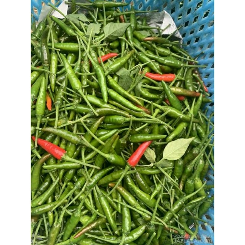 

Cabe Rawit Medan Cabai Cabe Rawit Lokal Cur Kaban
