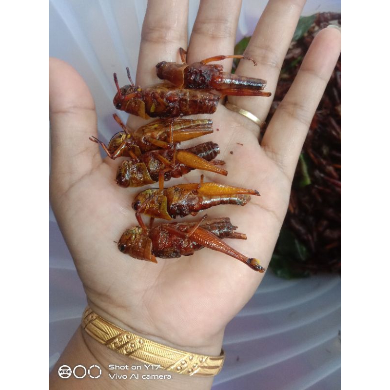

Belalang goreng isi 1 kg belalang kayu harga grosir