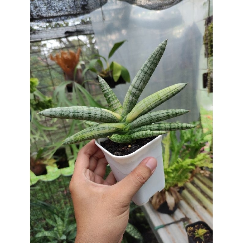 sansiviera boncel varigata