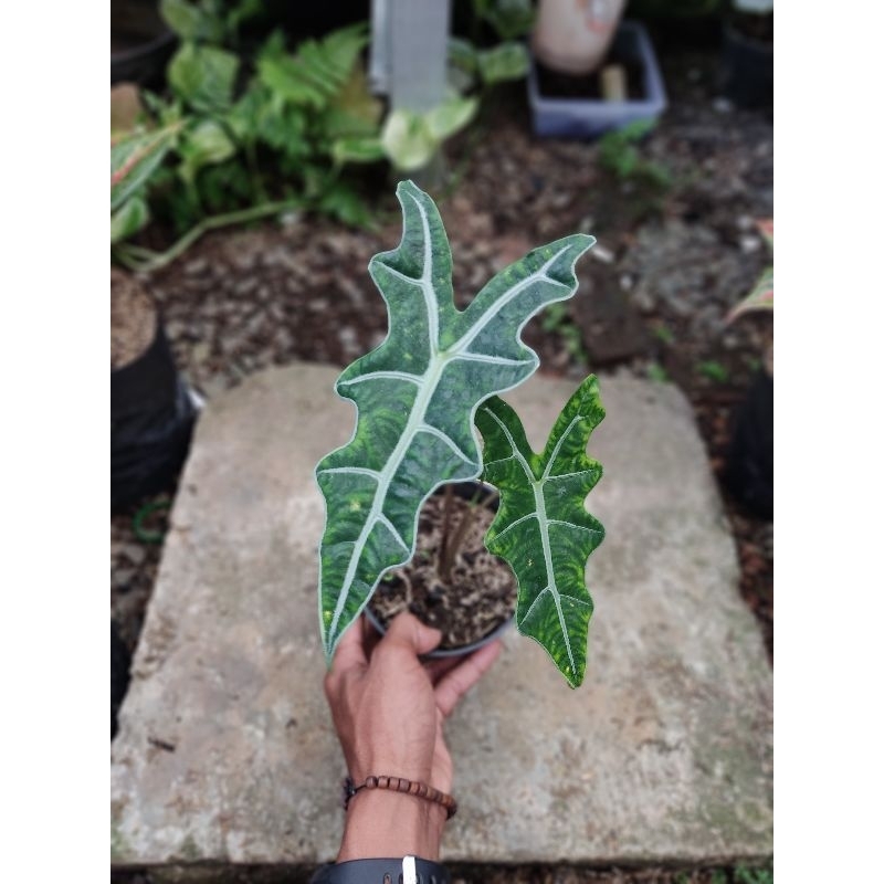 alocasia nobilis