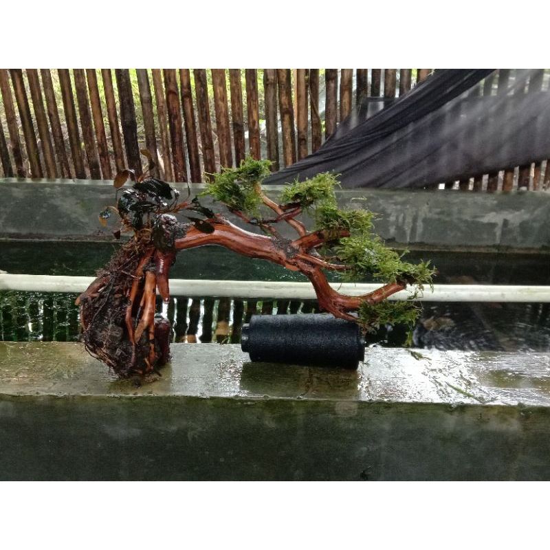 bonsai aquascape model A mos taiwan