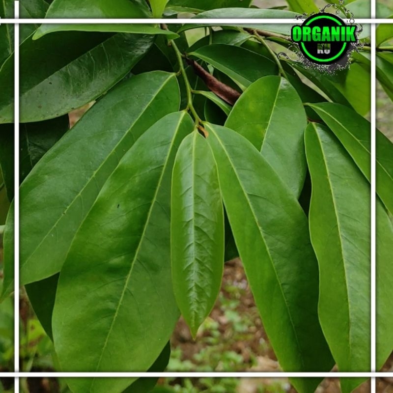 

Daun sirsak segar organik 100 lembar