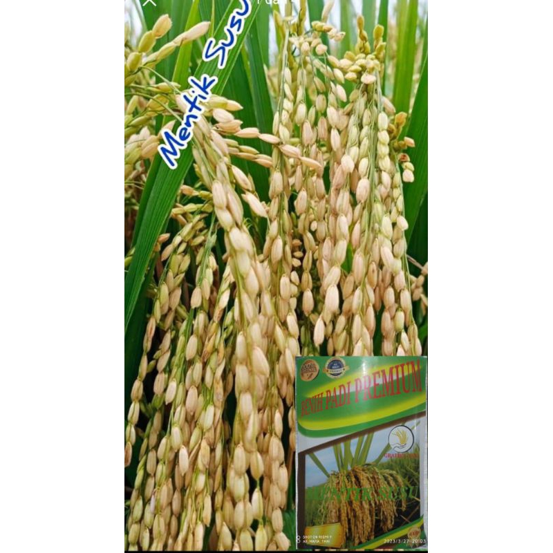 Benih padi mentik wangi susu 1kg