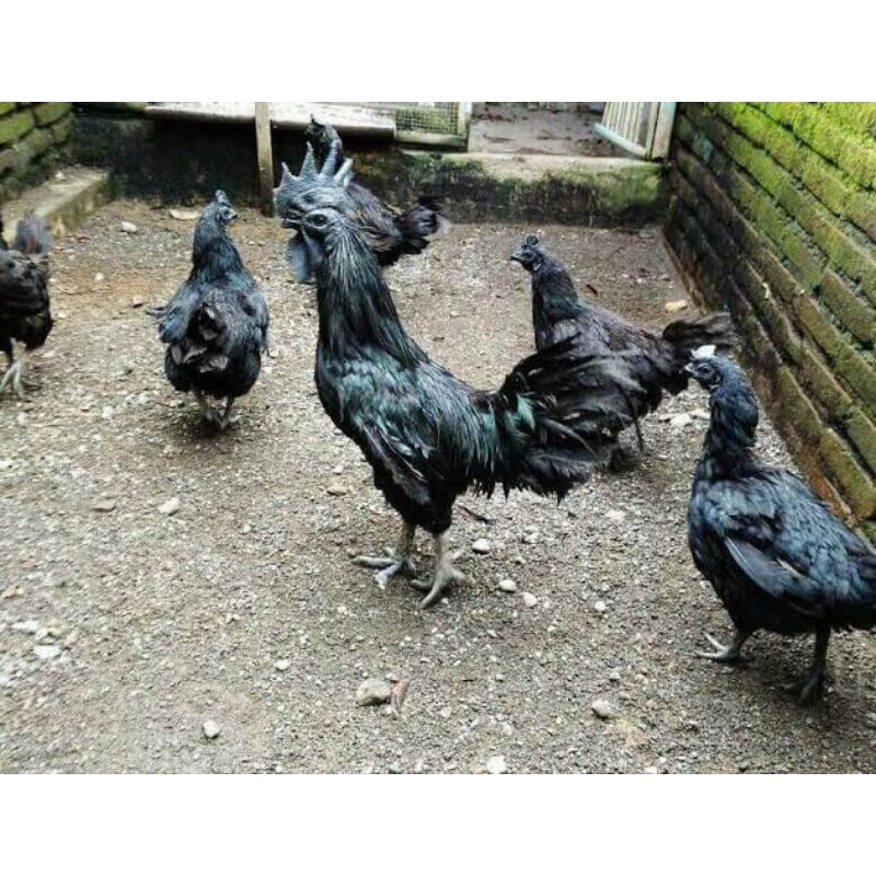 

telu ayam cemani LH untuk di tetaskan