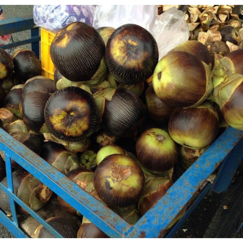 

BUAH SIWALAN/BUAH LONTAR/ENTAL 1 buah bulat ( isi 3 biji )