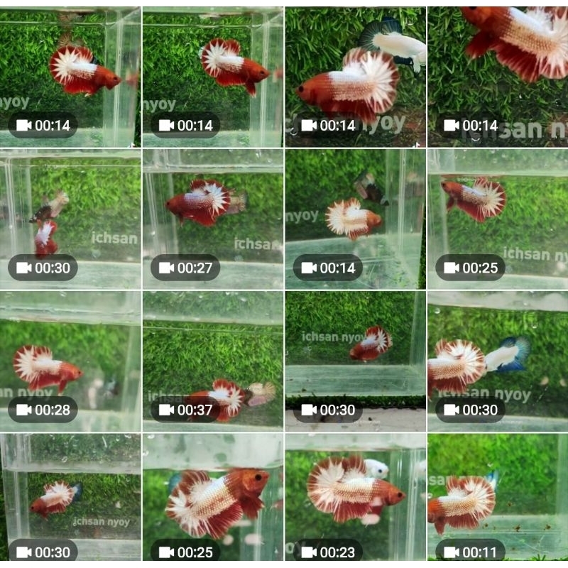 Betta Fccp Startail  TOP Grade