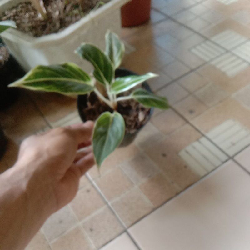 aglonema lipstik white