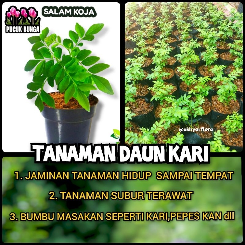 Bibit Pohon Kari Bibit Tanaman Salam Koja Daun Kari Pohon Kari Muraya