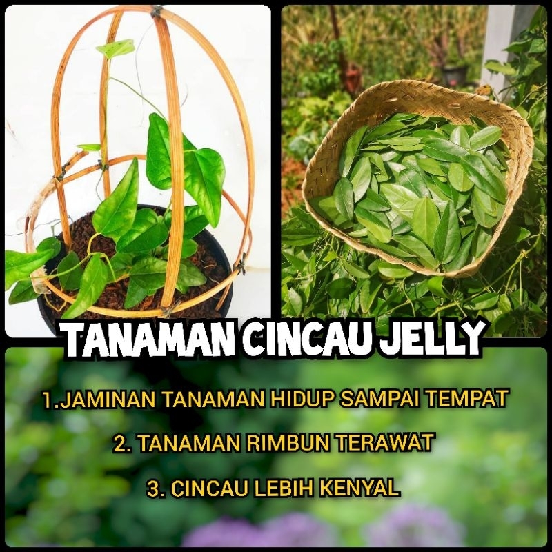 Bibit Cincau Jelly Daun Cincau Jelly Tanaman Cincau Pohon Cincau Jeli