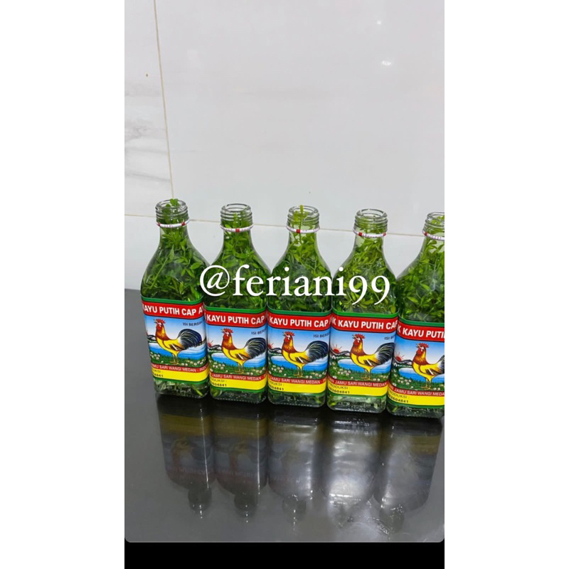 minyak kayu putih rendaman chau chau