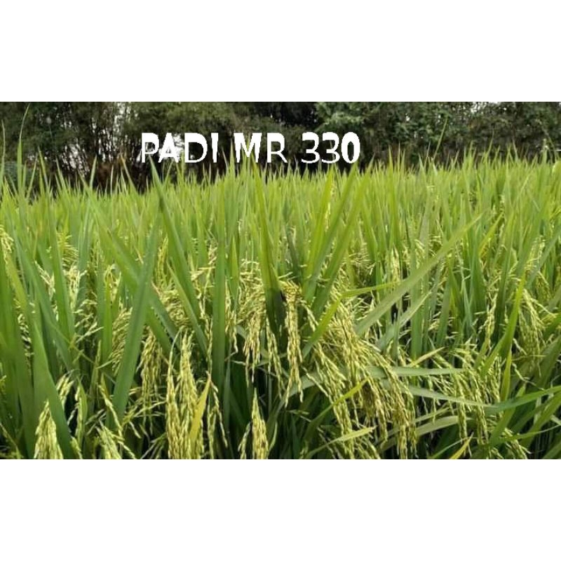 PADI MR 303  NEW 5KG