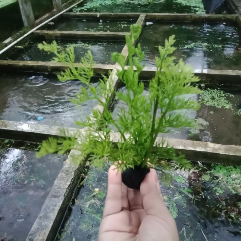 pakis air media wabikusa