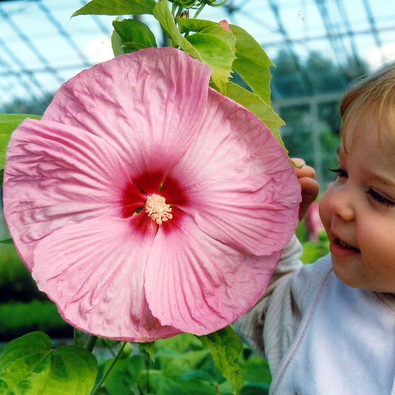 Benih Bibit Biji - Giant Hibiscus Luna Mix Color Bunga Sepatu Jumbo Campuran Flower Seeds - IMPORT