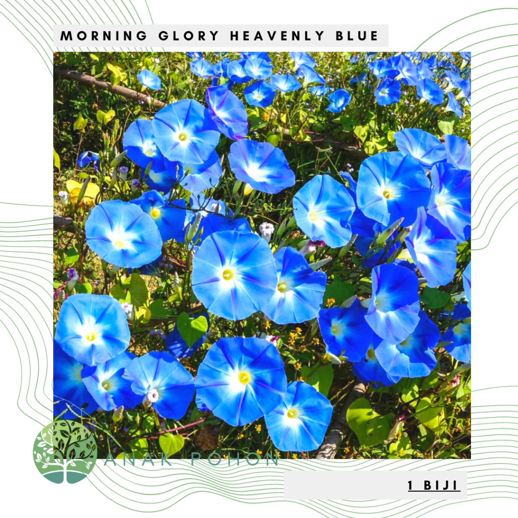 Benih Bibit Biji - Bunga Morning Glory Heavenly Blue Flower Seeds - IMPORT