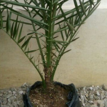 Pohon Kurma KL1 Kurma Tropis Kurma Genjah Umur 2th